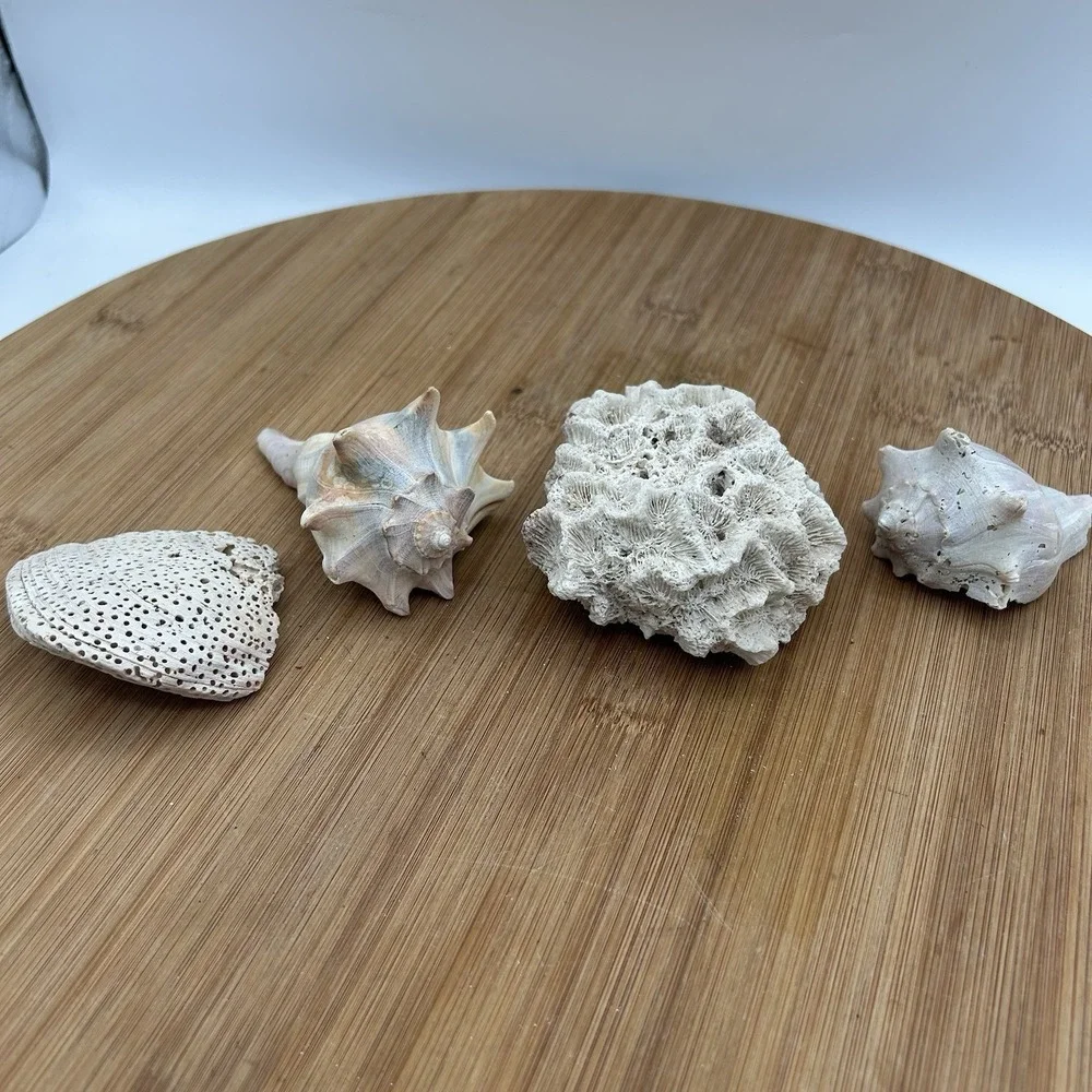 Dried‎ Natural CORAL Fossil Whelk Shell  Sea Stone Home Decor Aquarium Unique